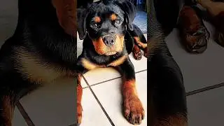 Cute Rottweiler Puppy Moments 😍 #Roxy #rottweilerpuppy #cute #moments #rottweiler #growingup
