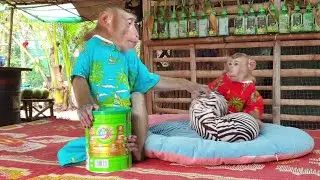 Lovely monkey Koko warning brother Yoko touch the box of milk /Koko&Yoko official