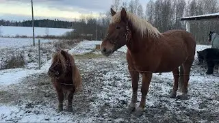 FARMIN TALLIRUTIINIT! 🐴