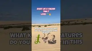 The Desert Is Alive 🐍🌵