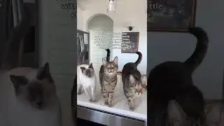 I love them so much 🥹 #rescuecat #tabbycat #sheltercats