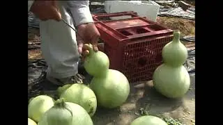 ひょうたん