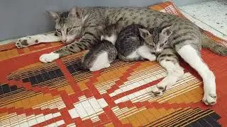Cat drinking milk with Kids #cats #catsmilk #pets #petlovers #animalsworld #animallife 