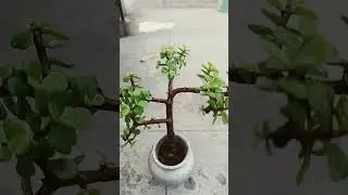 The world watches the flight #garden #jade #gardenplants #plants #viral #garden #short