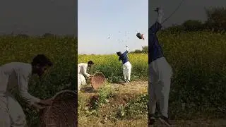 Dangerous hunting Houbara bustrad 😱😱 #hunting #birdhunting #villagelife #birds  #farming