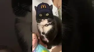 Sorry, the ice cream machine is BROKE #caturday #cat #duet