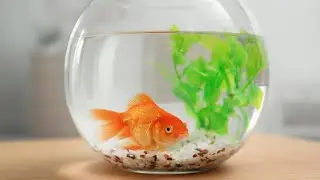 Goldfish Galore - Fun & Facts for Kids! (3 Minutes)