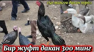 2026.01.18 MUZDEK XAVODA QAYNOQ NARXLAR, PARRANDA BOZORI
