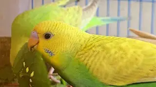 Budgie Enjoying Fresh Greens 🥬 &mdash; #BudgieEating #HealthyBird #ParakeetLife