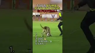 Top 5 Animal Pitch Invaders in Football 🐶🐦⚽
