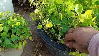 Dollar plant, coin plant, complete care tips//