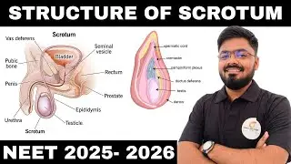 Scrotum: Structure & Function Explained | NEET 2026 | CBSE Class 12