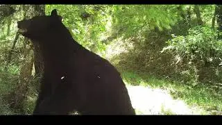 06132023 Bear Marking Tree
