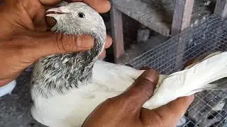 Rampuri bhoore gajre part 1
