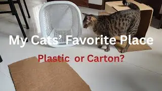 My Cats' Favorite Container &ndash; Plastic vs Carton Showdown!