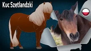 Kuc Szetlandzki, kucyk uważany za najsilniejszego na świecie, Rasy koni