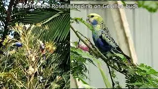 Pale -Headed Rosellas in our garden,