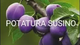 POTATURA SUSINO Europeo