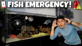 We Had An EMERGENCY With My SALTWATER AQUARIUM!! 