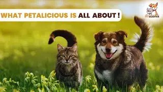 Know what Petalicious is all about: Your Source for Cute Cat and Dog Content! | #petvideos #cat