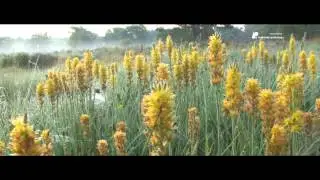 trailer Regte Heide