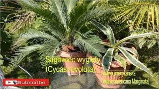 #1076-Cycas revoluta(sagowiec odwinięty)Agawa amerykańska(Agave americana Marginata’) Uprawa,porady.