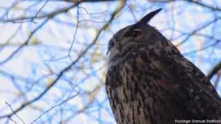 Warren Wildlife - Eagle Owl - Wotton-Under-Edge