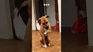 When your dog is injured #funny #mypet #petsrule #pets #animals #dog #funnyvideo
