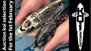 Auction koi selection for the 1st February 