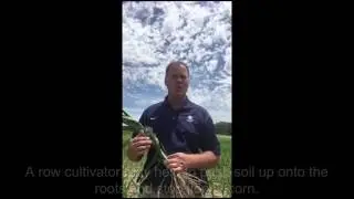 How to Spot Floppy Corn and Nematodes