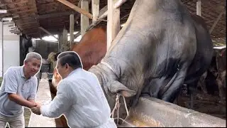 SAPI MONSTER DIHANTAM PMK RUGI 2 M, Ditjen PKH turun langsung vaksin 🔥