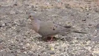 Mourning Dove Feeding on Ground