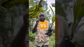 Oil Palm Farming VS Plantain Farming In Cameroon #PlantainFarminginCameroon #oilpalmfarming