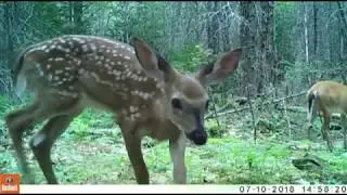 2018  01 to 10 Forestflix A1 2