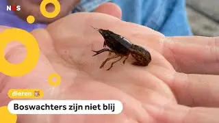 Marmerkreeften bedreigen beschermde dieren