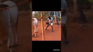 d boss| darshan thoogudeepa#shorts#youtubeshorts#viral#trending