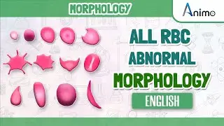 All Abnormal Red blood cells | RBC Morphologies | English