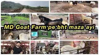 MD goat farm gaye | bisman se milne | Shezaan ke saath | aur bht sare bakre dekhne | masha Allah | 😍