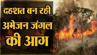 Amazon Forest Fire : दुनिया के लिए दहशत बन रही अमेजन जंगल की आग  | Amar Ujala Videos