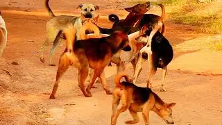 Wow many dogs meeting happy natural life best time good team on time to give Pregnant