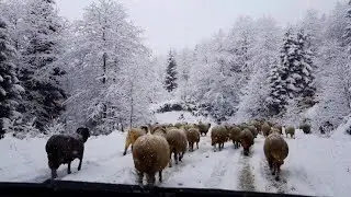 Karlı Havada Yayla Gezisi - Trabzon Akçaabat Balıklı Yaylası (Koryana)