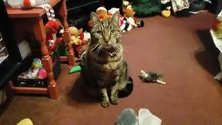 My Cat Lucy😻🎅🎄(Enjoying the Fire & Treats😻🔥)10/12/20