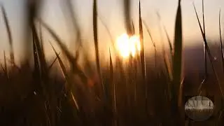 Nature Inspiration