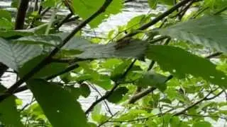 Alder fly caddis hatch Androscoggin River NH
