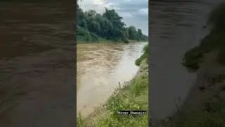 Dhansiri River #dimapur #nagaland #shorts #youtubeshorts #reels #shortsvideo #shortsfeed #ytshorts