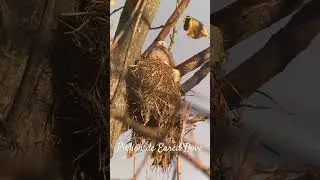Eared dove @peruwomenbirders  video: Ana Amable