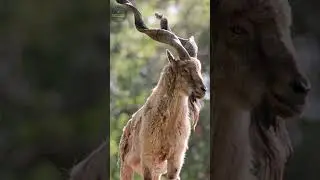 facts about MARKHOR species  | WILD ANIMALS #edutropism #animalsinnews #shorts