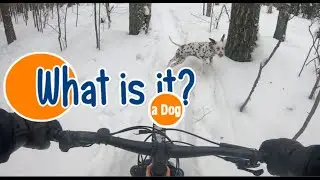 MTB-Finland-Kerava-Trek Rail