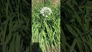 Garlic Chives vs. Onion Chives: How to Tell the Difference!