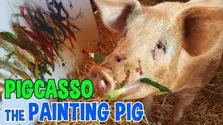 Pigcasso the Painting Pig!